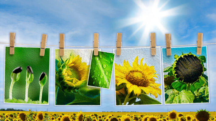 Sunflower-game-field_2