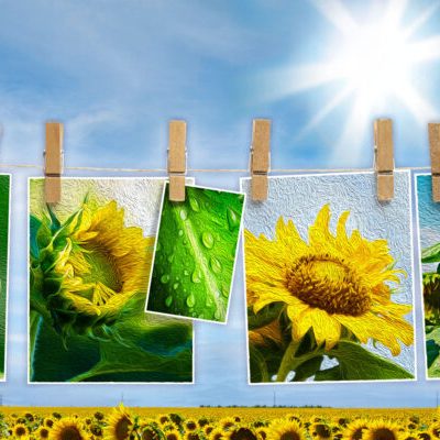 Sunflower-game-field_2